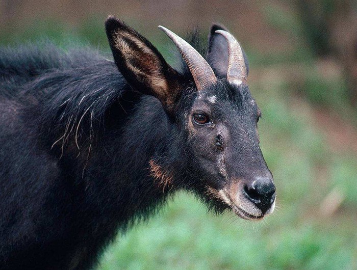 榛勫矖灞卞彂鐜板洓涓嶅儚,鑰佸啘灞变笂鍙戠幇鐨勫洓涓嶅儚