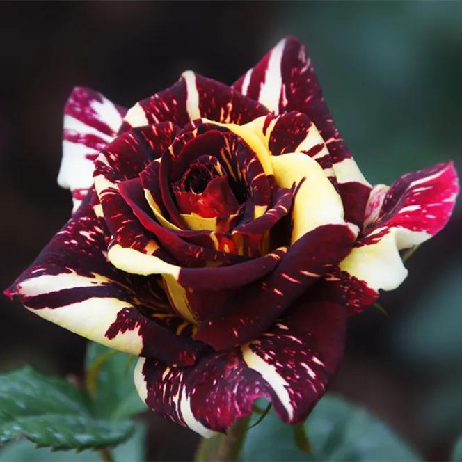 月季美图100张,月季花唯美高清图片大全