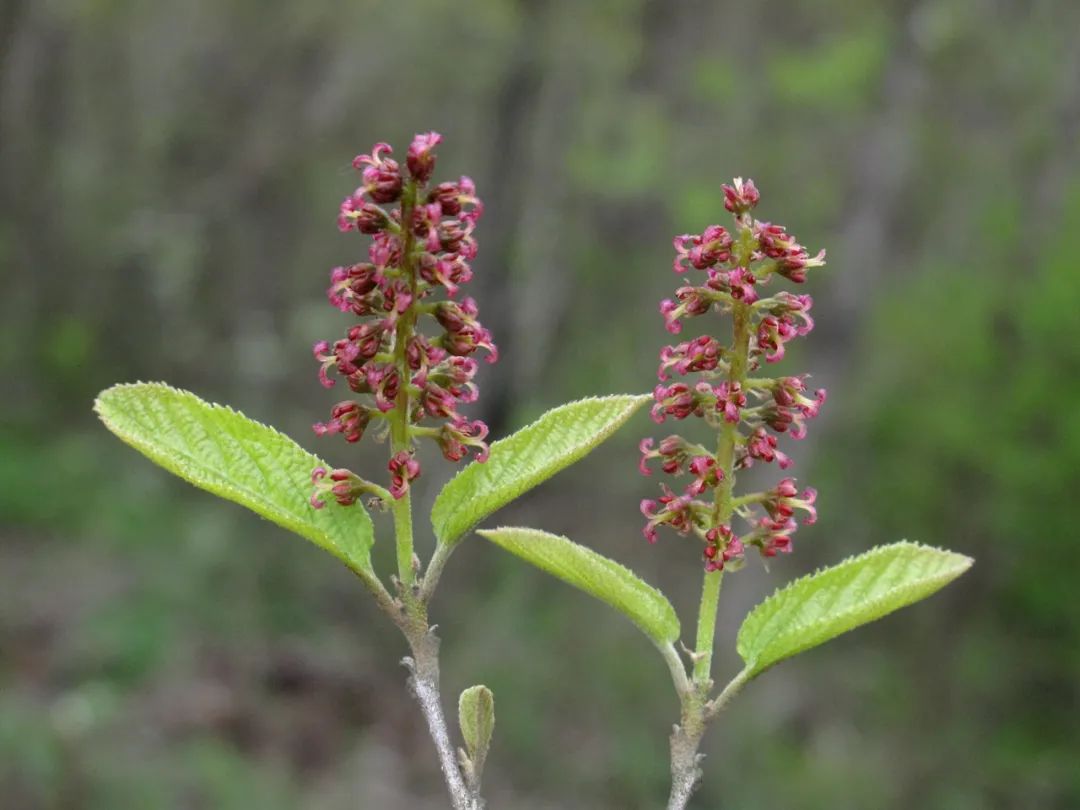 四明山华顶杜鹃,浙东华顶杜鹃群落