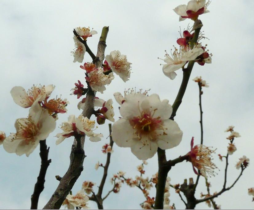 国画松竹梅岁寒三友图作品欣赏,松竹梅是岁寒三友吗