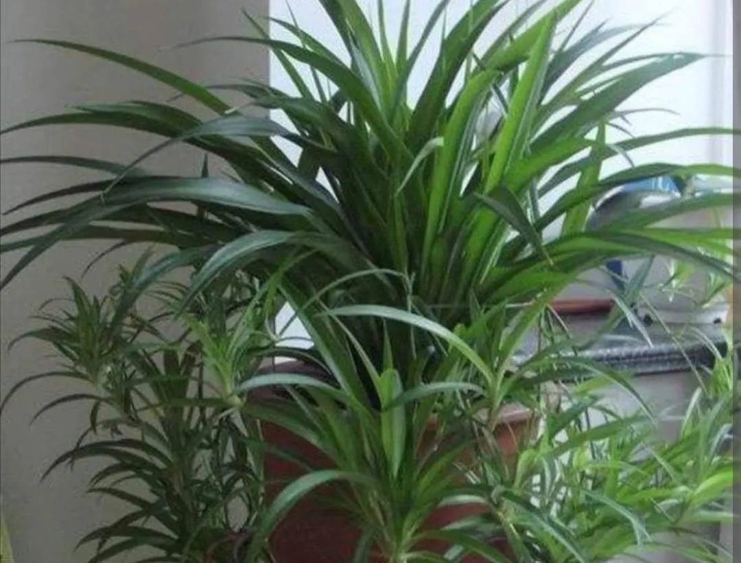 养吊兰注意事项,养吊兰禁忌