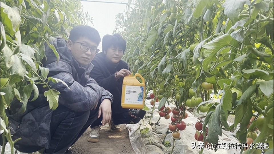 水溶复合肥效果,液体水溶肥效果怎么样