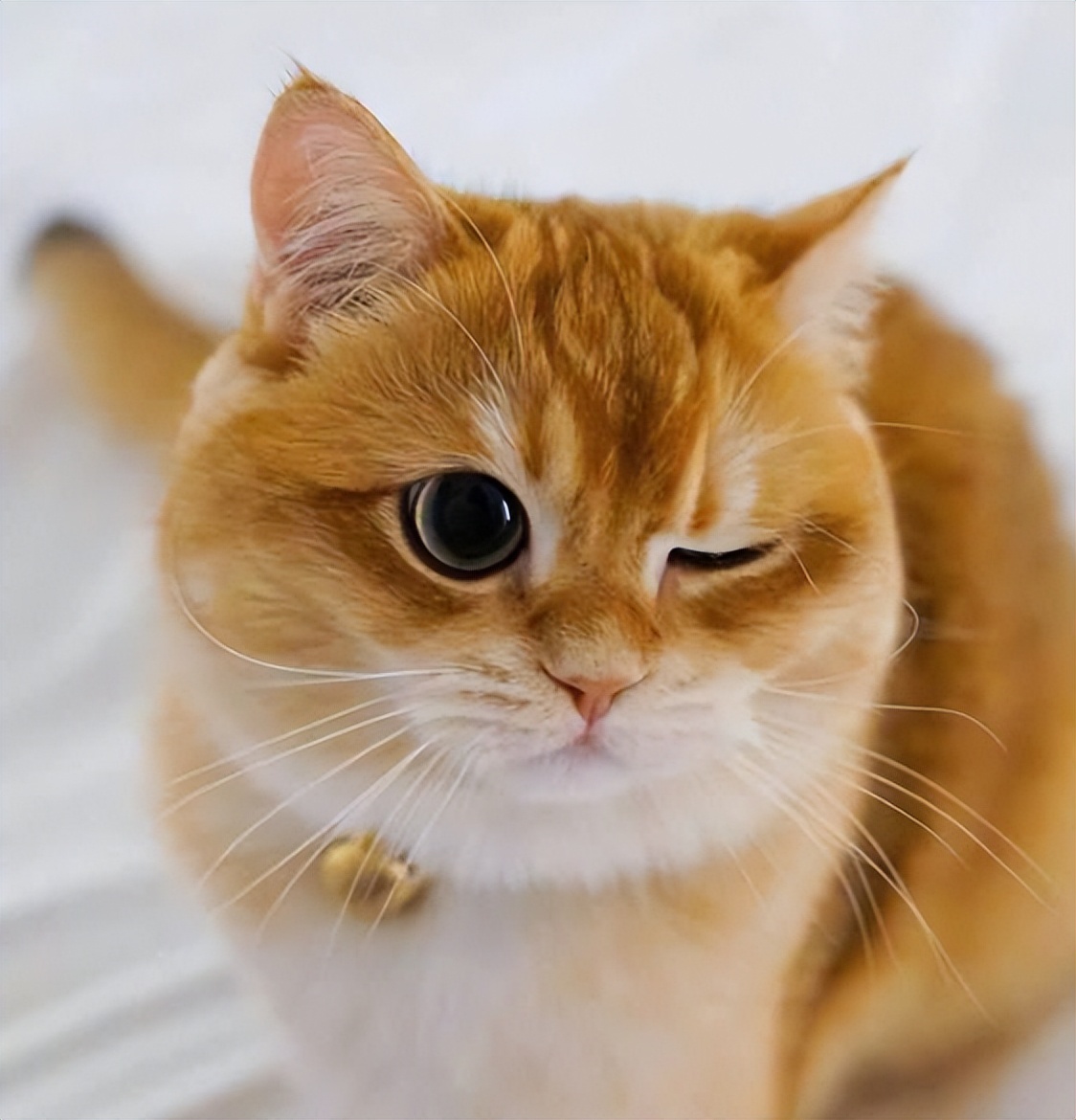 小公猫绝育有什么注意事项,绝育猫知识科普