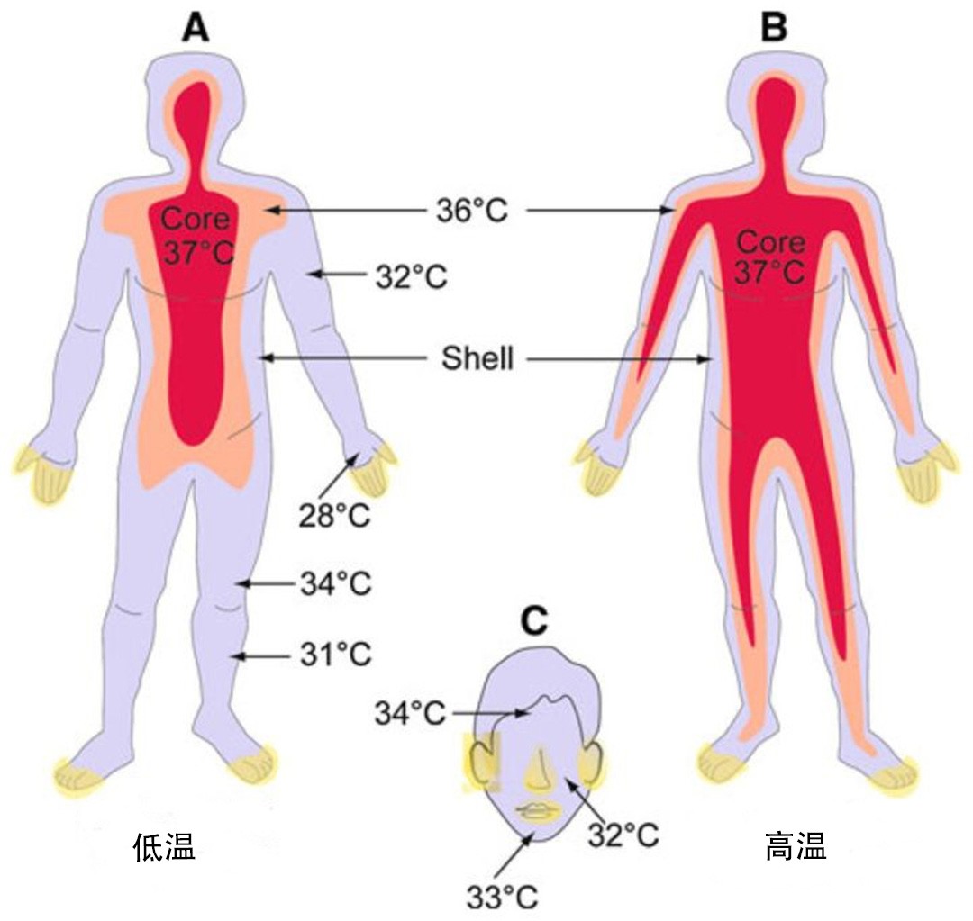 37度已经感觉不适,为什么人的体温普遍达不到37