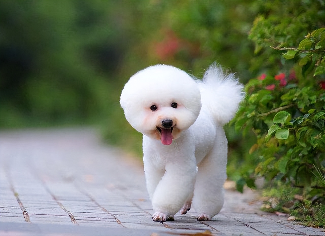 比熊犬的各种动作表示什么,比熊犬的优缺点及性格特点是什么