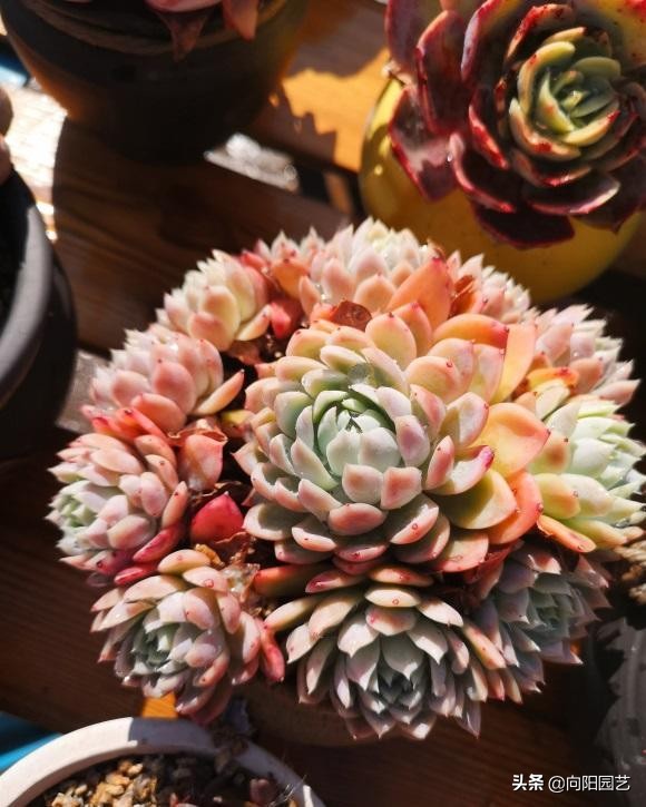 多肉水浇多了根腐烂怎么补救,室外养多肉为什么徒长