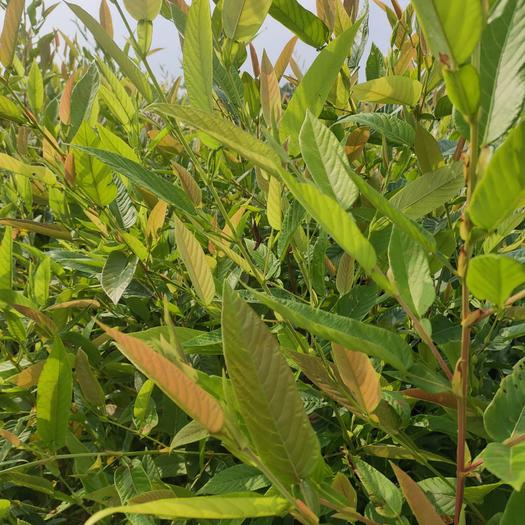 酷似葫芦，人称“咸鱼草”，家乡人用来做凉茶，脸上长痘痘就找它