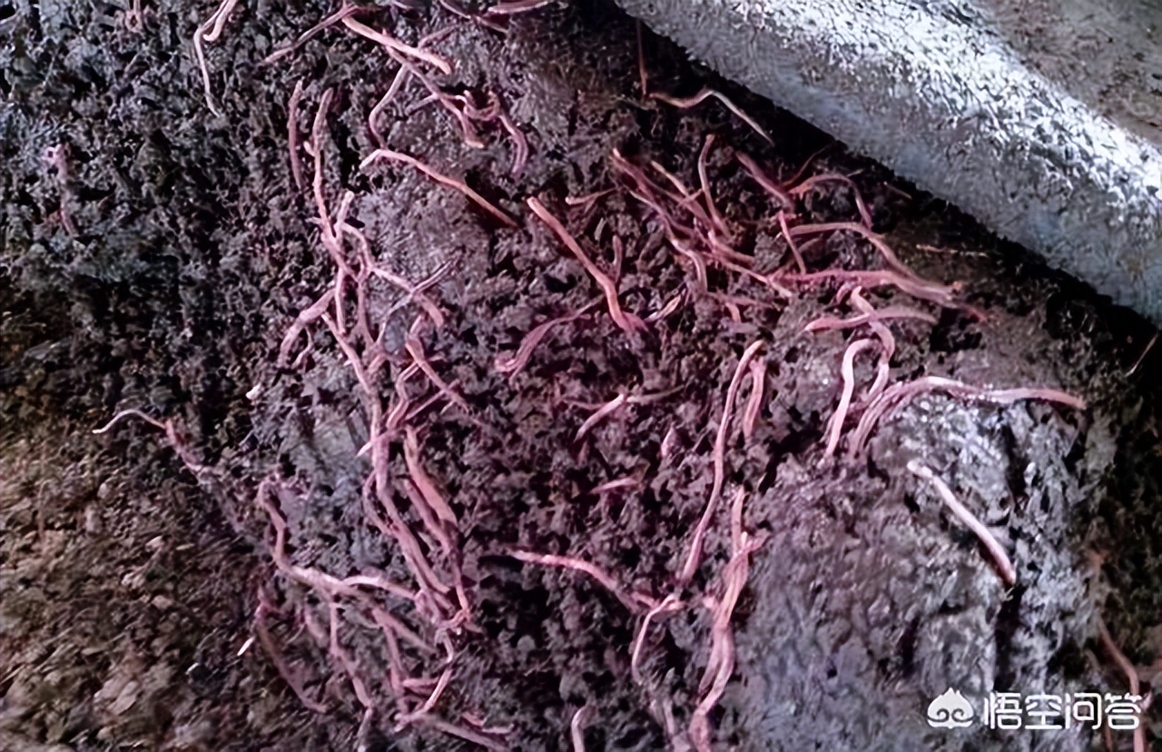 养鸡种什么草药,种植什么草药养鸡好