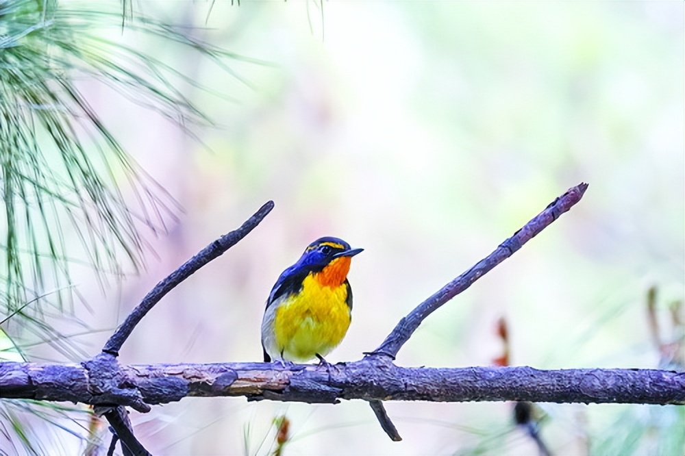 厦门比较大的公园,厦门最新的公园