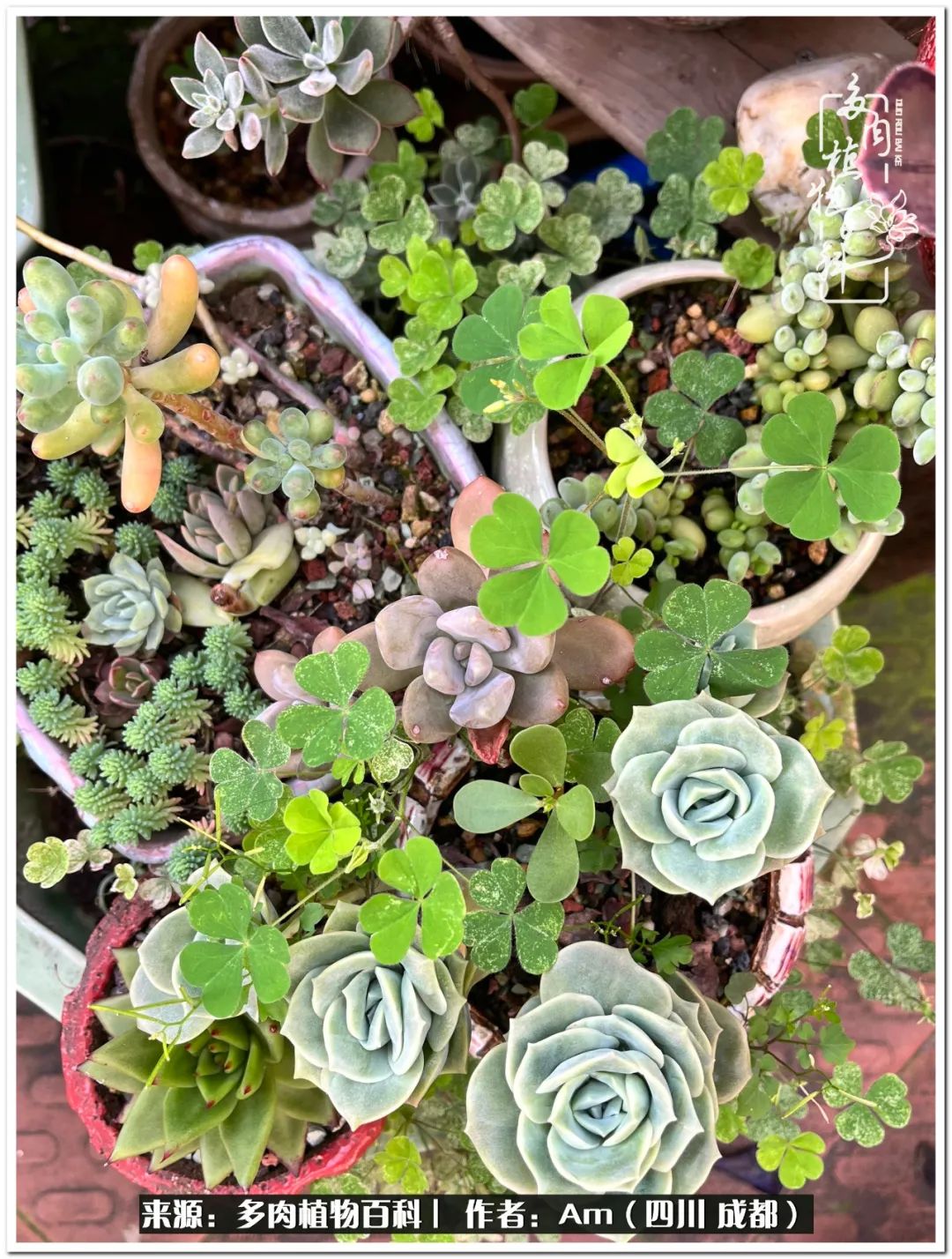 多肉小盆友生活多姿多彩,多肉小精灵福享不停
