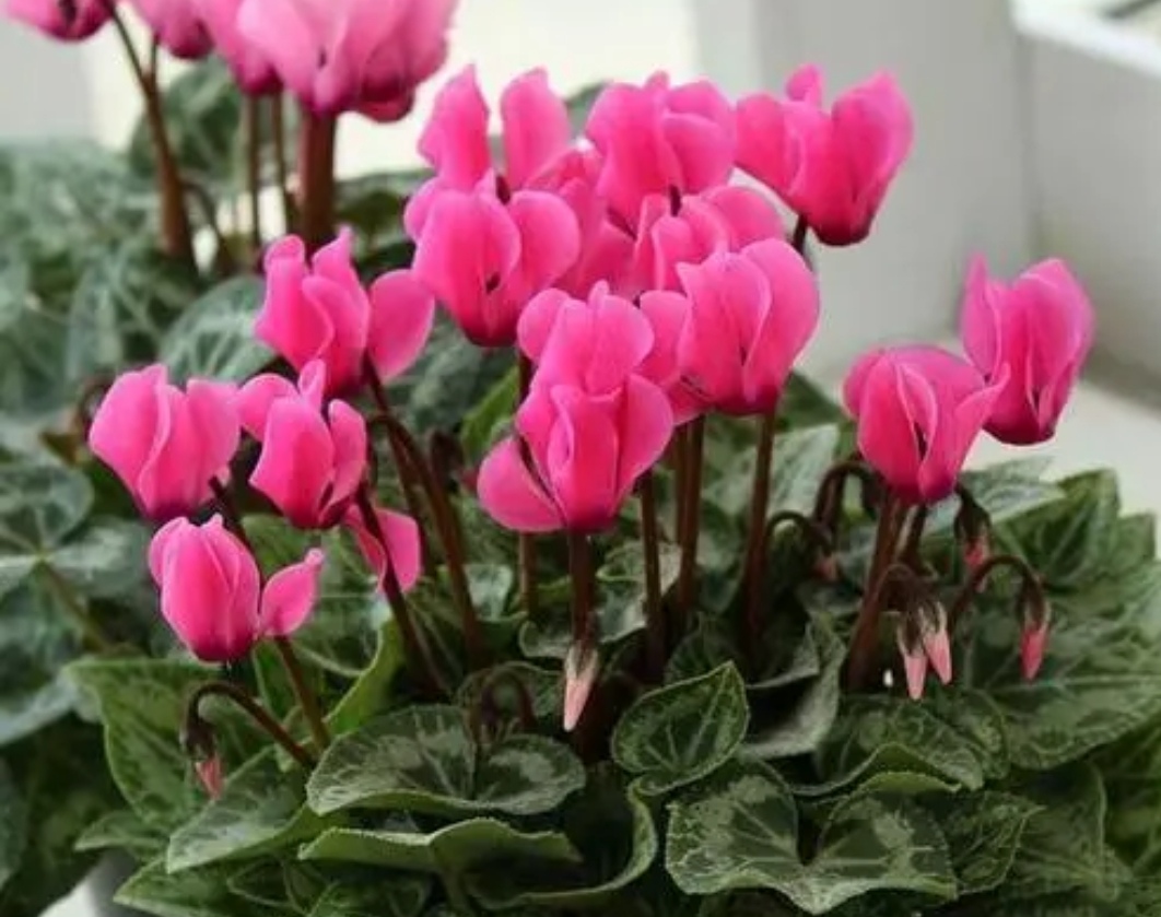 养仙客来怎么浇水,养花卉技巧仙客来