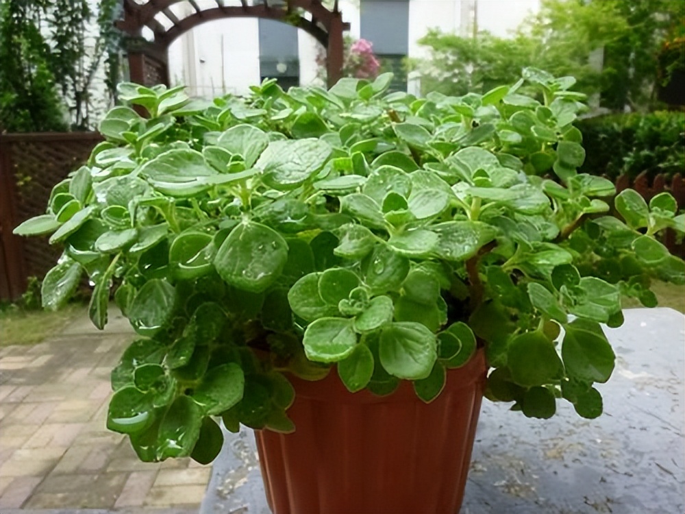 摆在家里最旺的十种花,什么花摆放卧室好养又好看