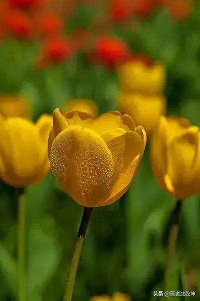 绝美郁金香花图片,绝美郁金香图片大片