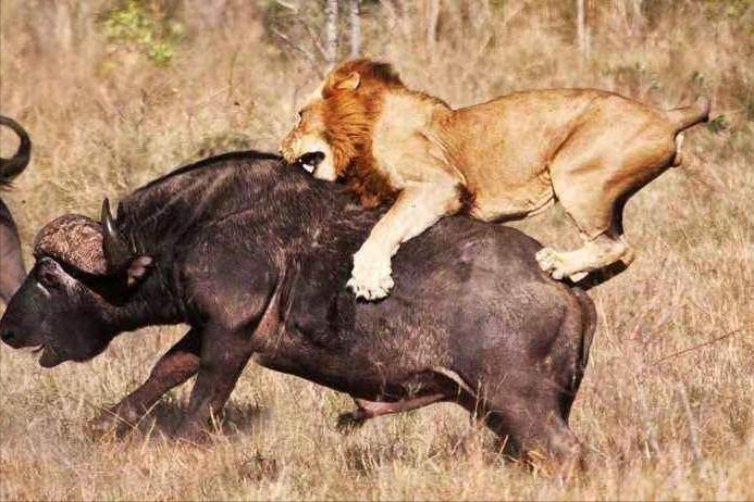 老虎可以单杀野牛，为什么两只狮子都很难搞定？狮子不如老虎？