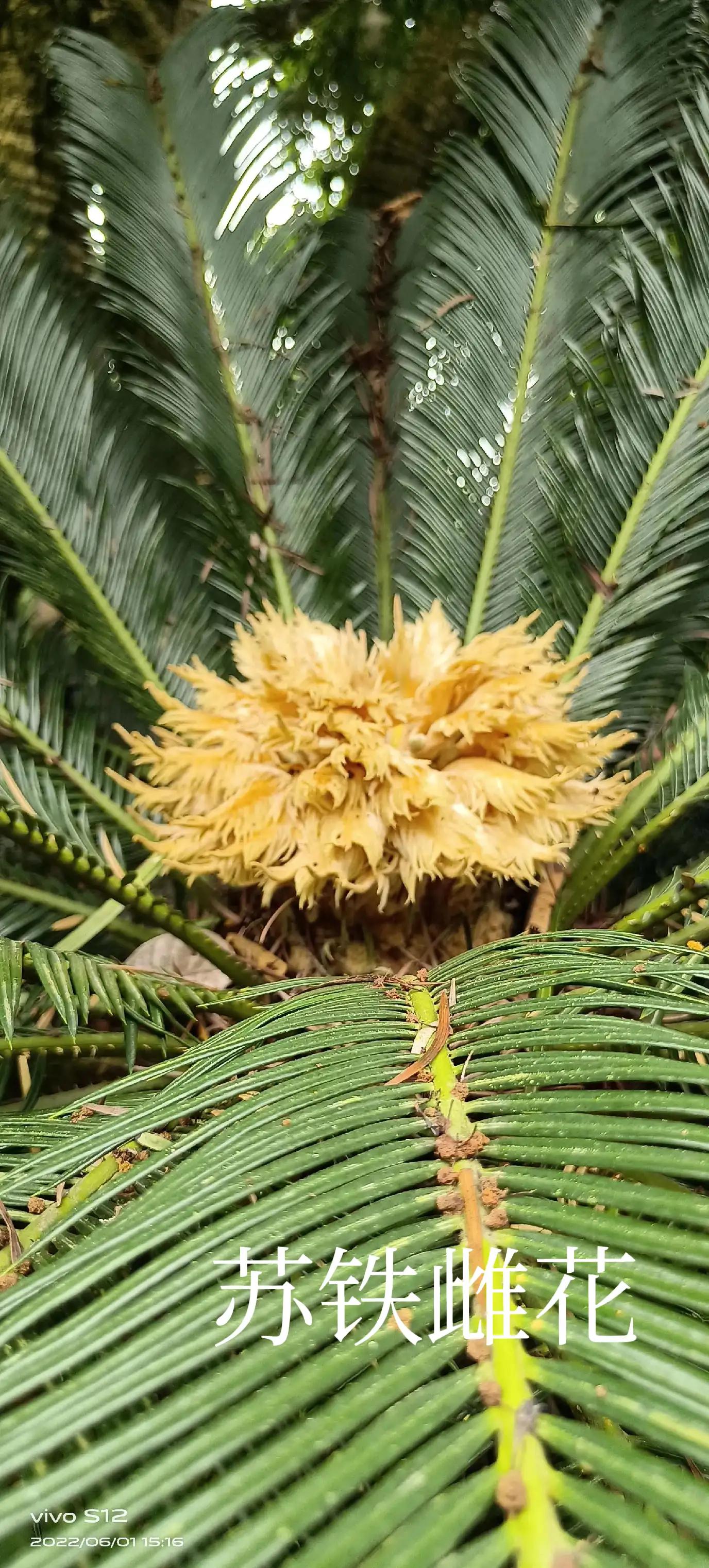 千年铁树开花完整版,千年铁树开花打一小说名