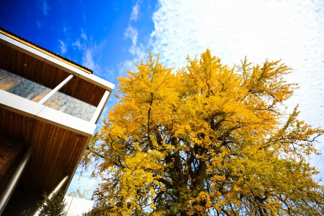 南昌的秋天文案,南昌的秋天闪闪发光