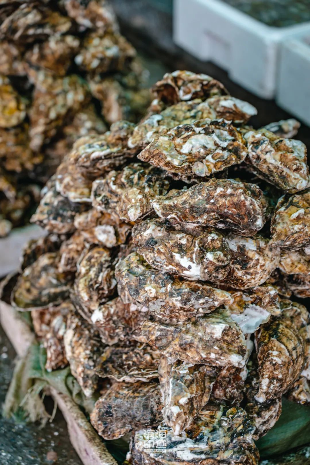 滨海新区海鲜,海鲜一条街滨海新区