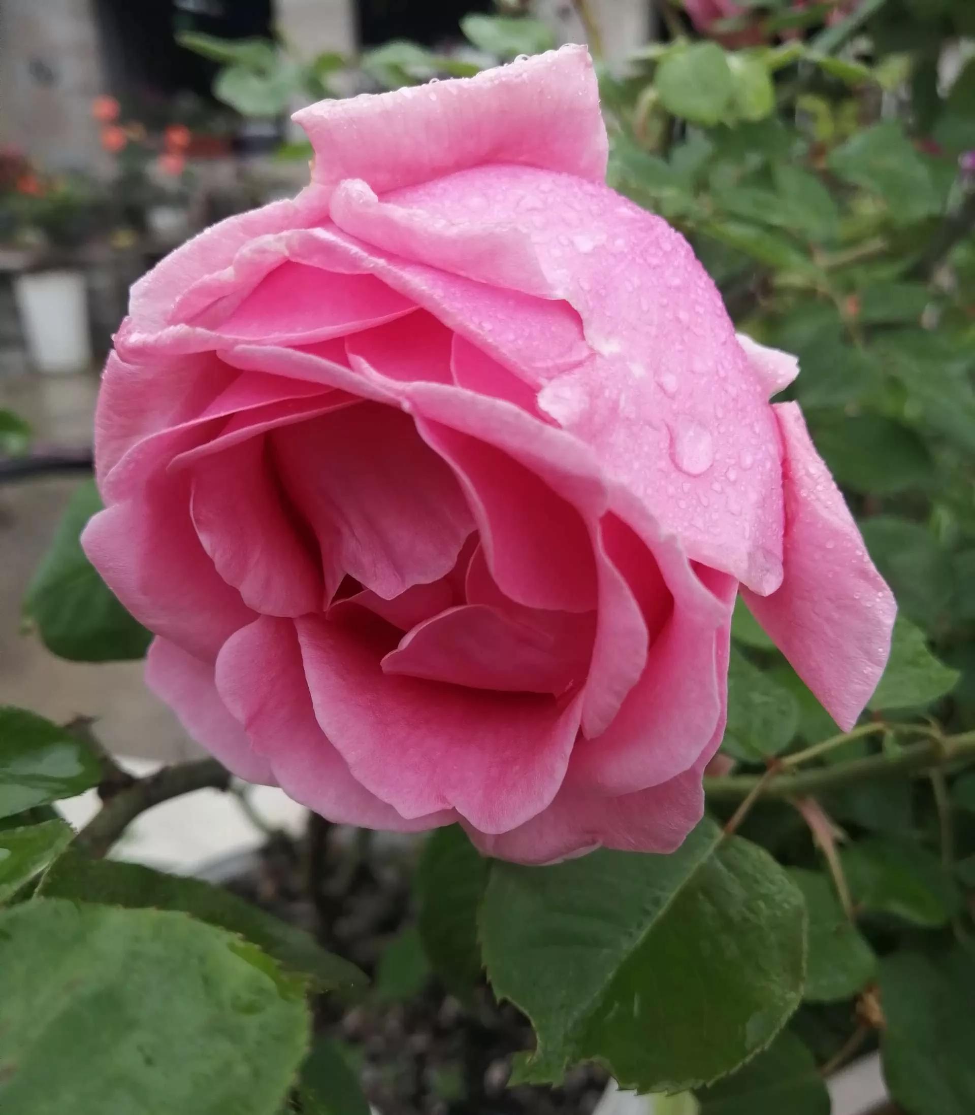 月季品种醉花,月季品种大全及图片欣赏