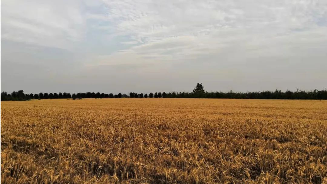 富平县粮食补贴,2022富平县粮食收购价