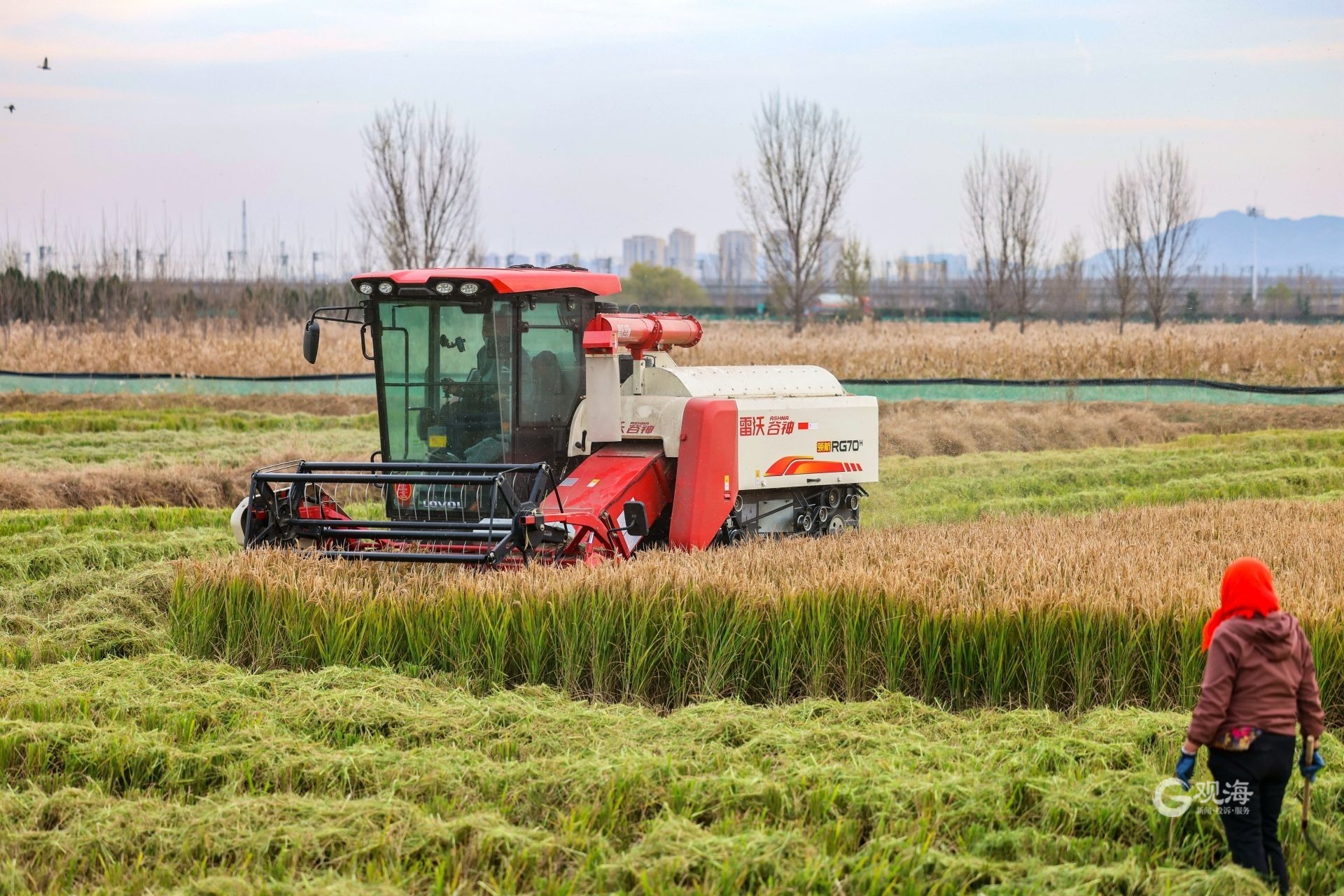 农业致富新路视频,海水稻丰收青岛城阳