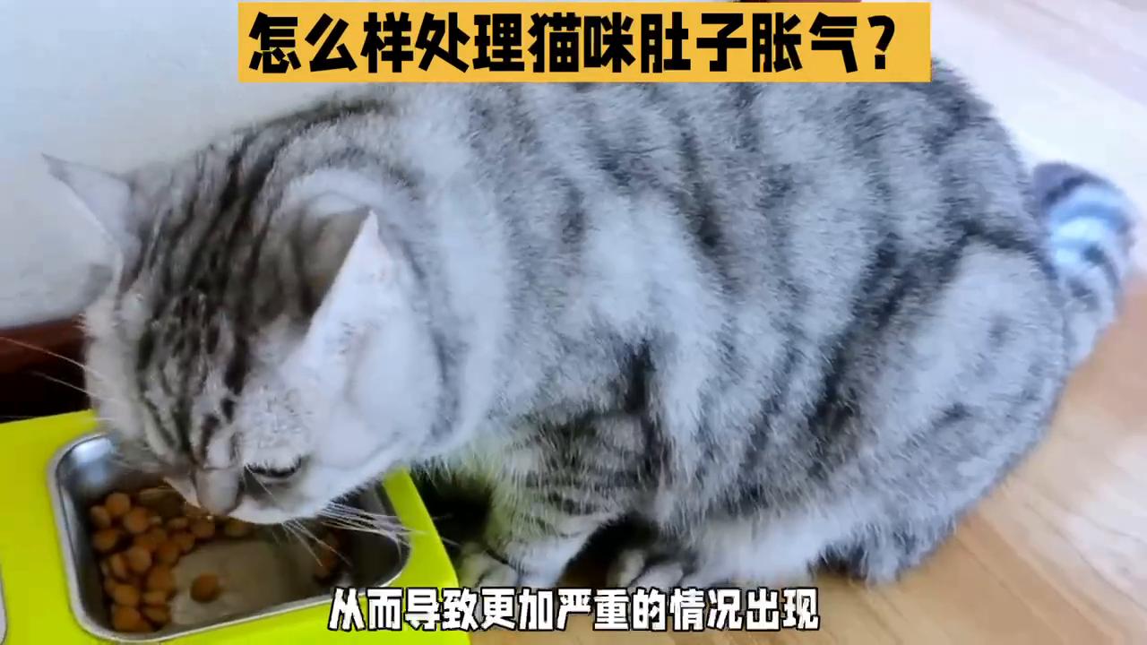 猫咪得了胀气最快的解决方法,猫咪胃胀气有哪些症状