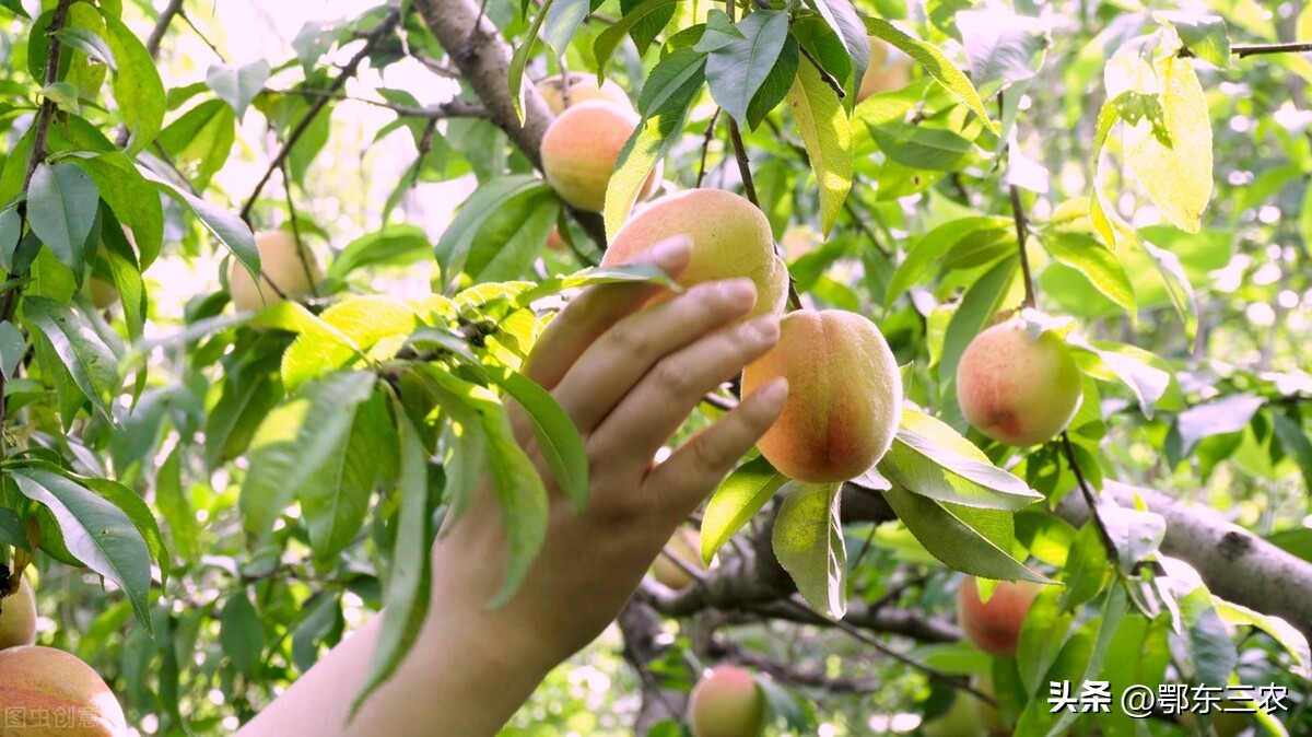 果子酸涩的原因,果子发酸用什么肥料