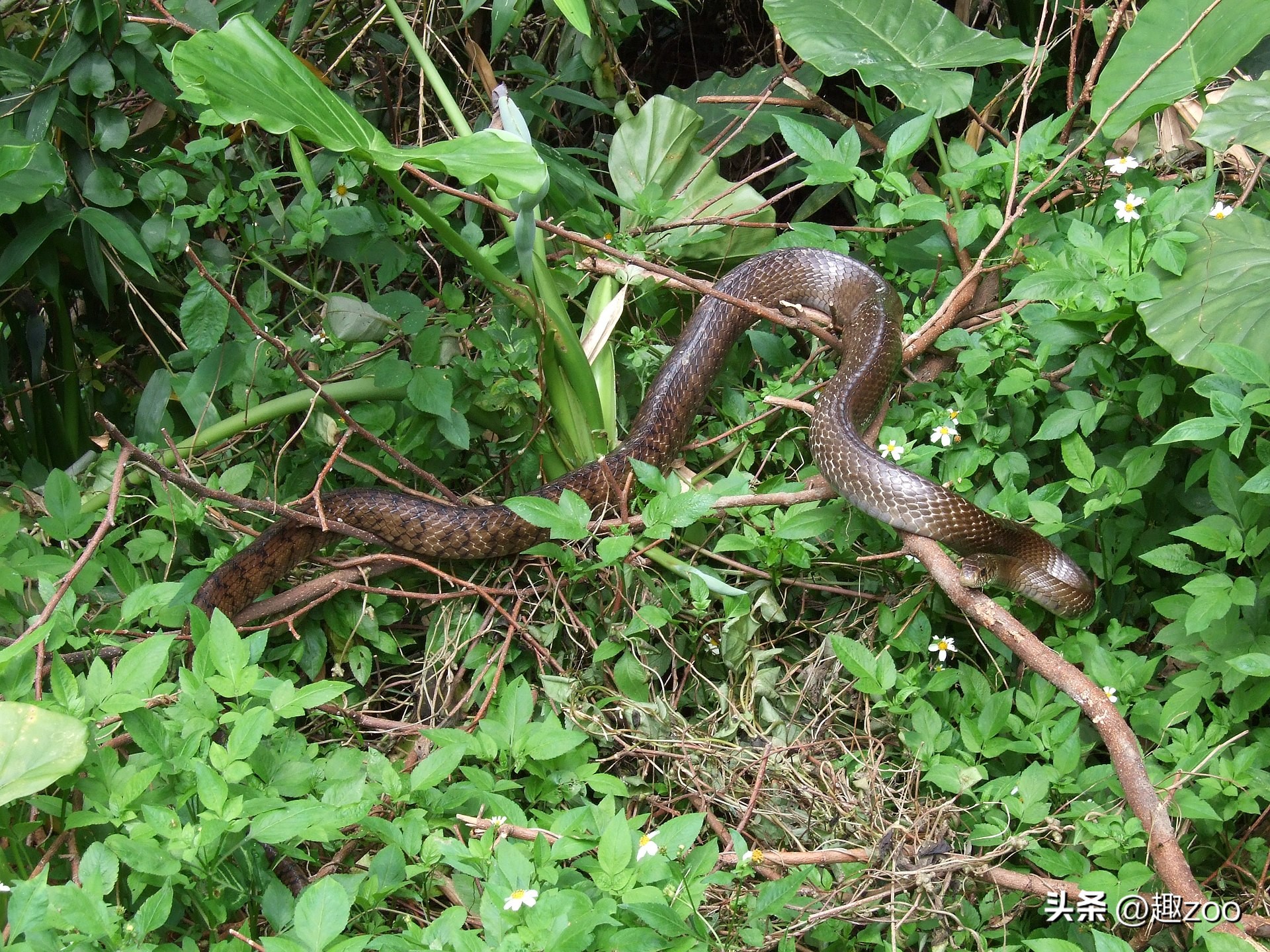 世界上的大蛇十大排名,中国十大蛇排行