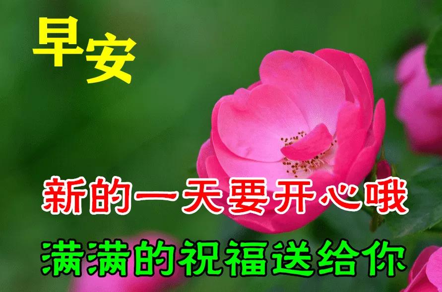 清早祝福大家的早上好问候语美图,早上好祝福问候语大全简短图片