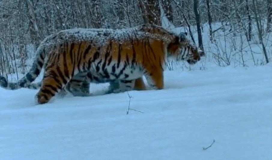 近海却痛失港口“一眼望三国”的边陲小城外出兜风如逛野生动物园