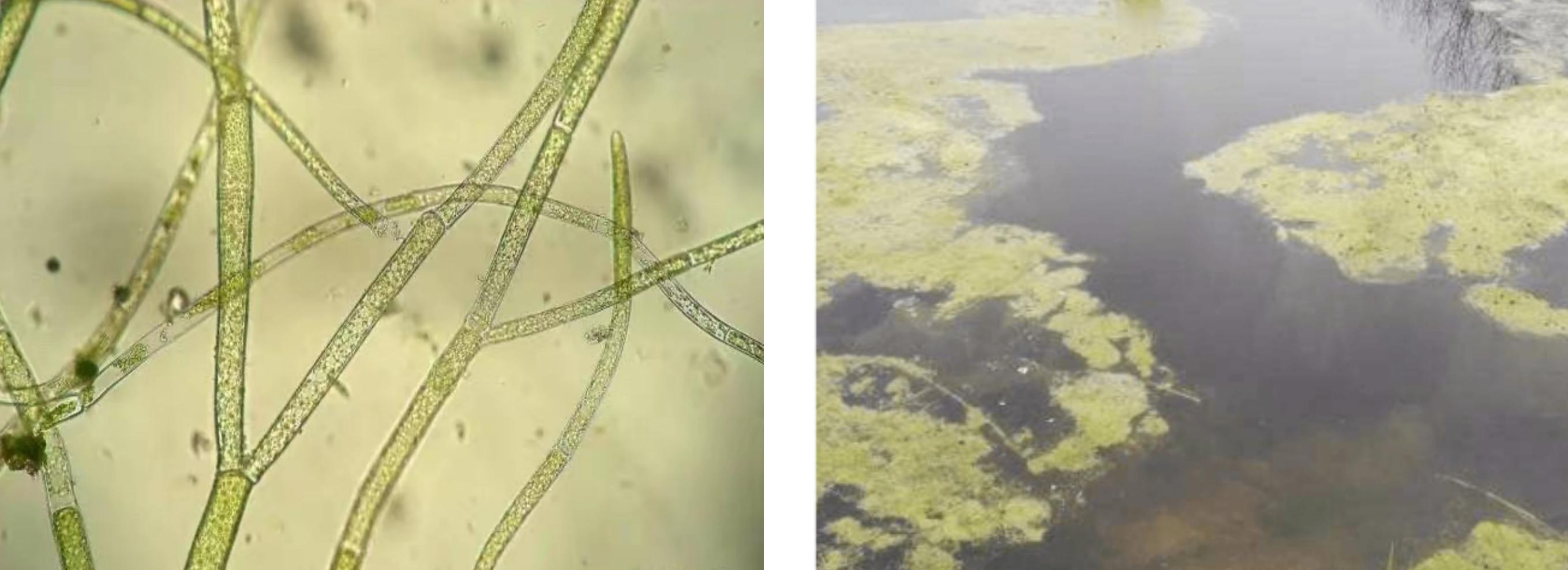 虾蟹养殖藻类过多怎么办,藻类在虾蟹养殖的重要性