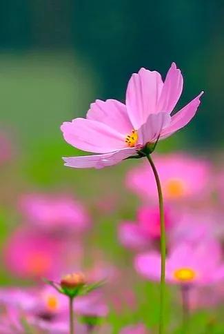 最漂亮迷人的格桑花盛开在绿草上,初冬的格桑花依然娇艳