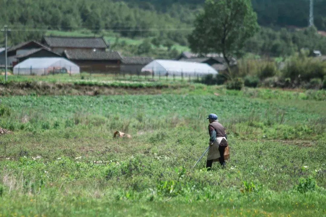 丽江旅行结束出发香格里拉,丽江自驾露营免费景点推荐