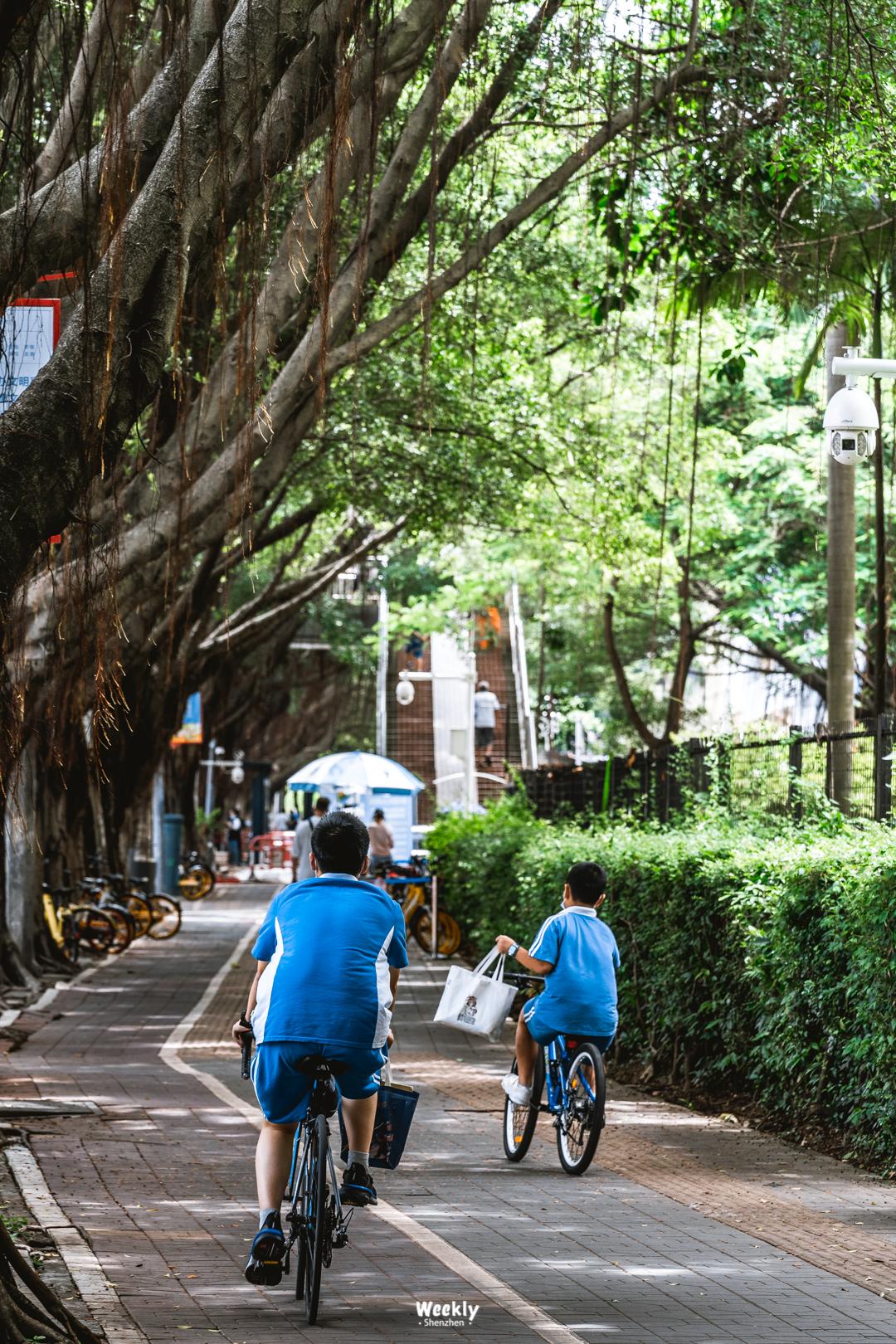 好好走过红荔路，才知道住福田有多让人羡慕