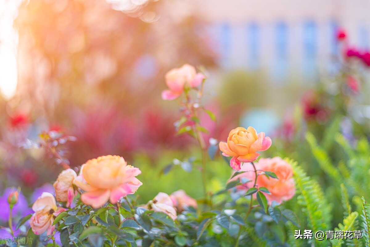 带名字的花卉大全,名字带有春字的花
