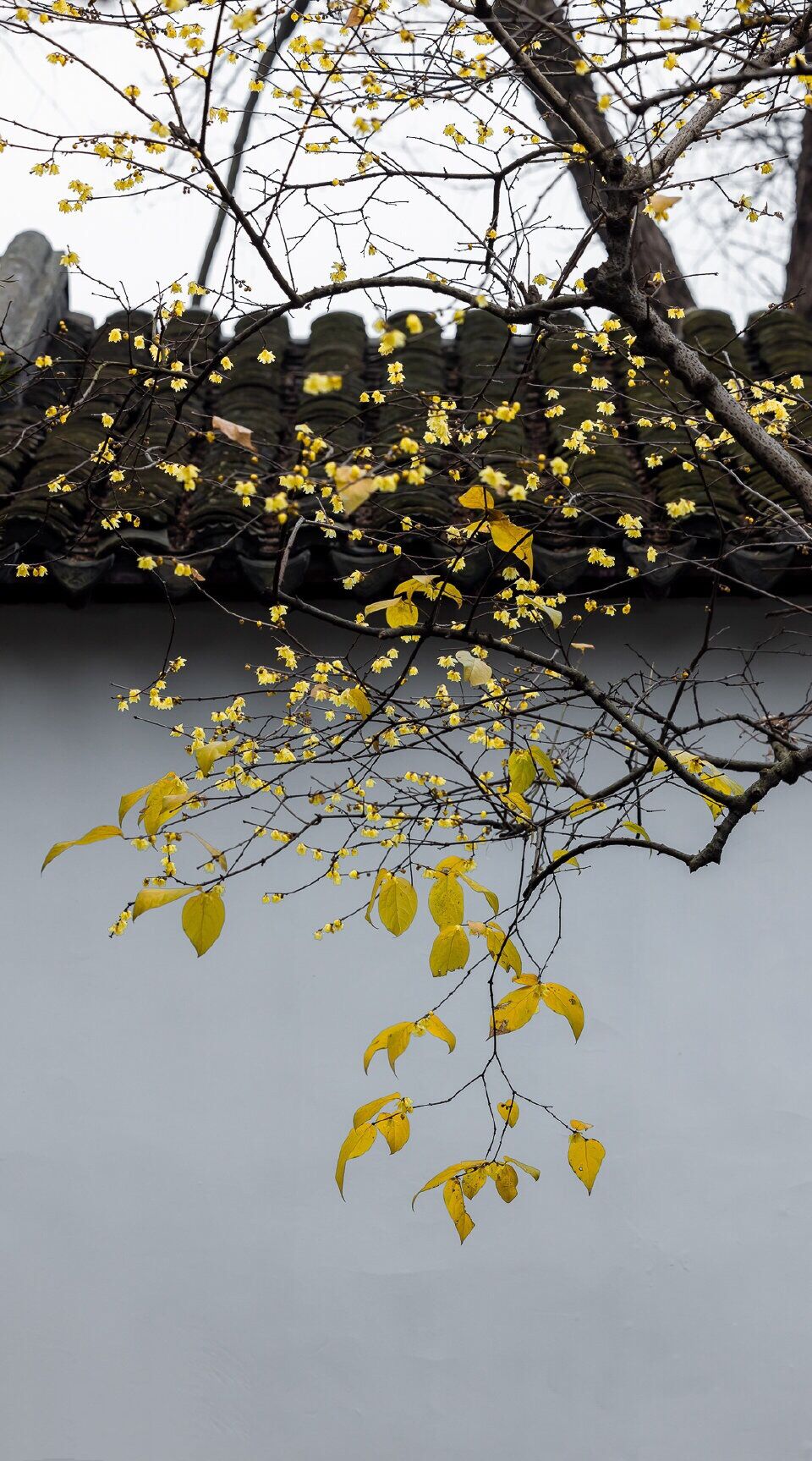 篱菊抱香死，化入岁寒枝——腊梅，腊月之花，凌寒早放，傲骨天香