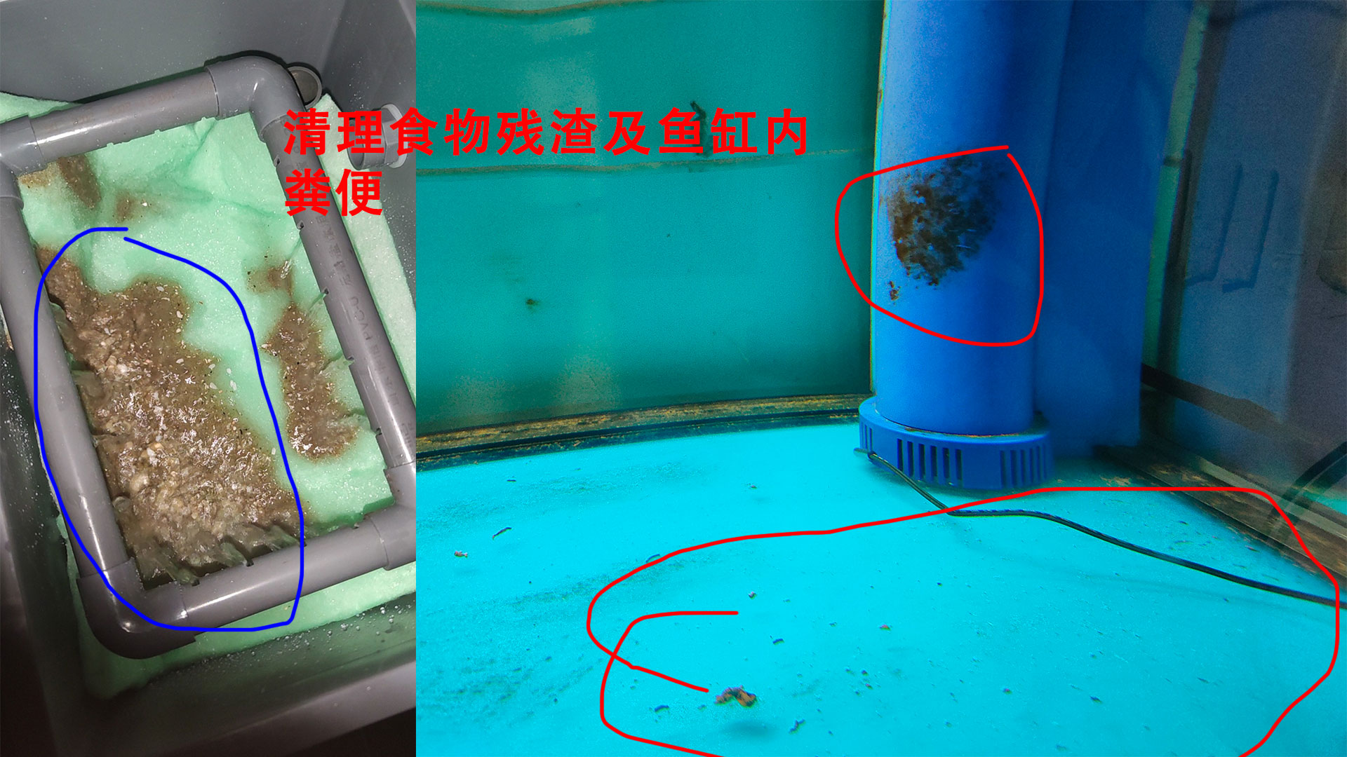 鱼缸水质试纸,亚硝酸盐高鱼缸