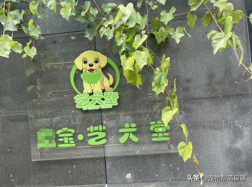 你的金毛不见了怎么办,你的金毛活了多少年