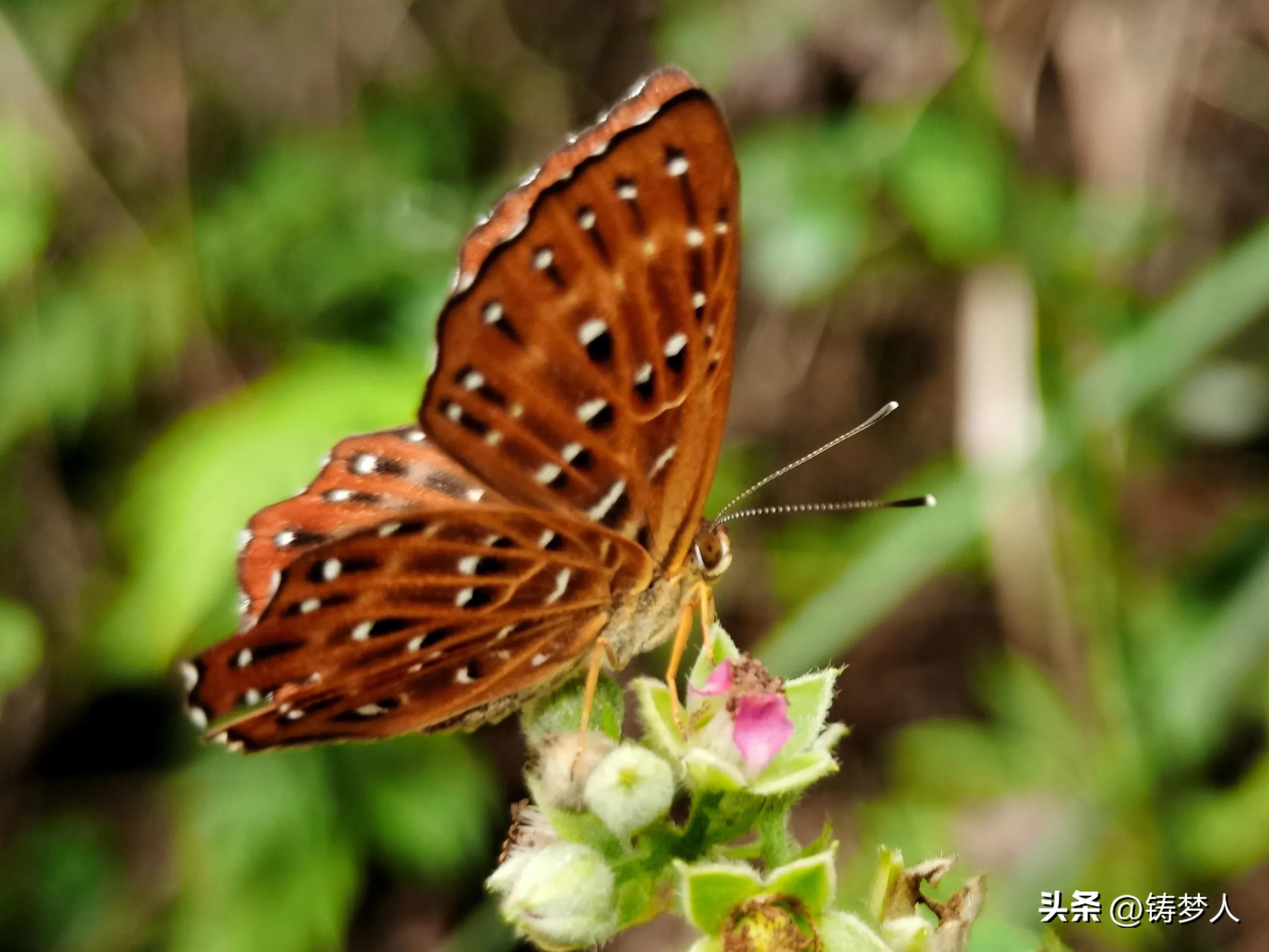 分享手机里的美照,手机拍照技术干货分享