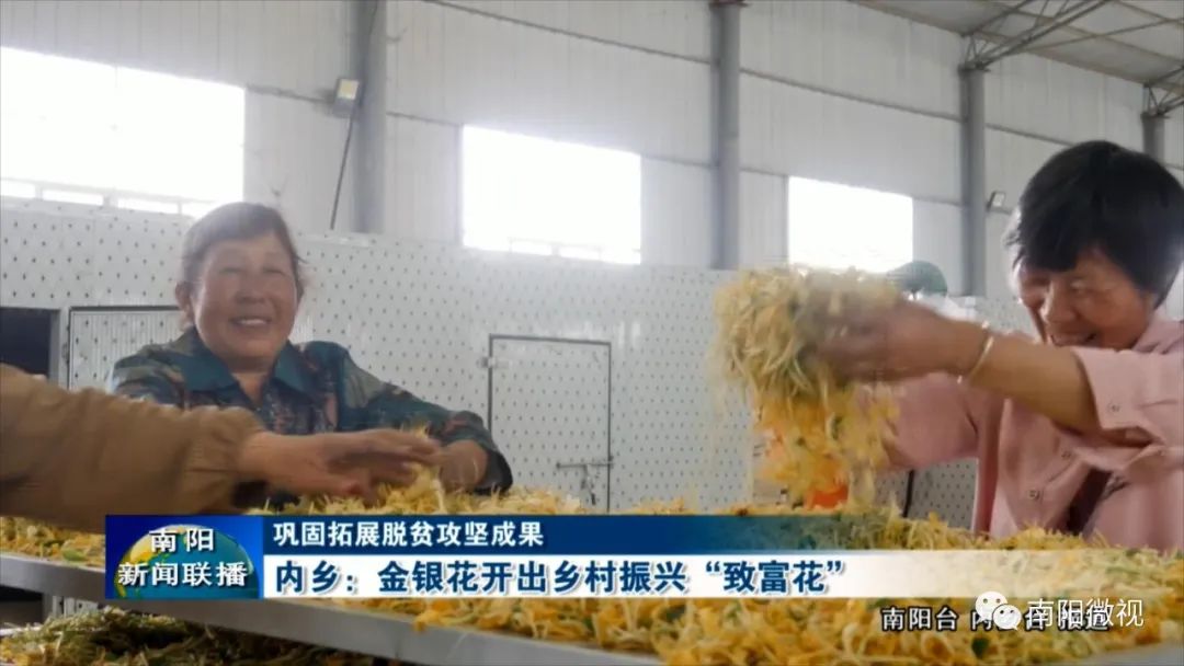 金银花成农民致富之花,金银花产业助力乡村振兴