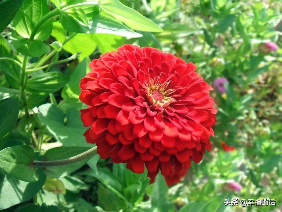 英国国花世界各国的国花,各种国家的国花大全