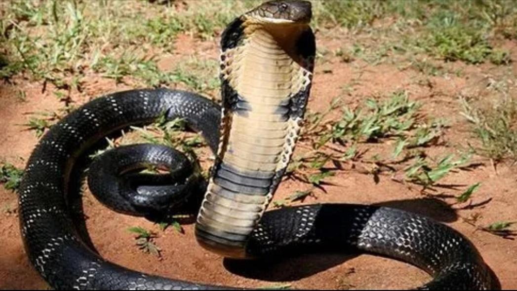 中国十大毒蛇纪录片完整版,中国哪个省毒蛇多