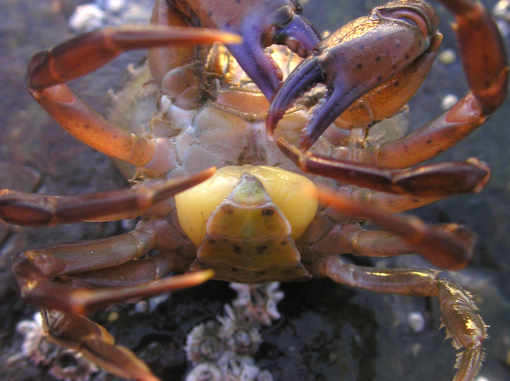 给蟹奴虫寄生的螃蟹可以吃吗,蟹奴是如何控制螃蟹的