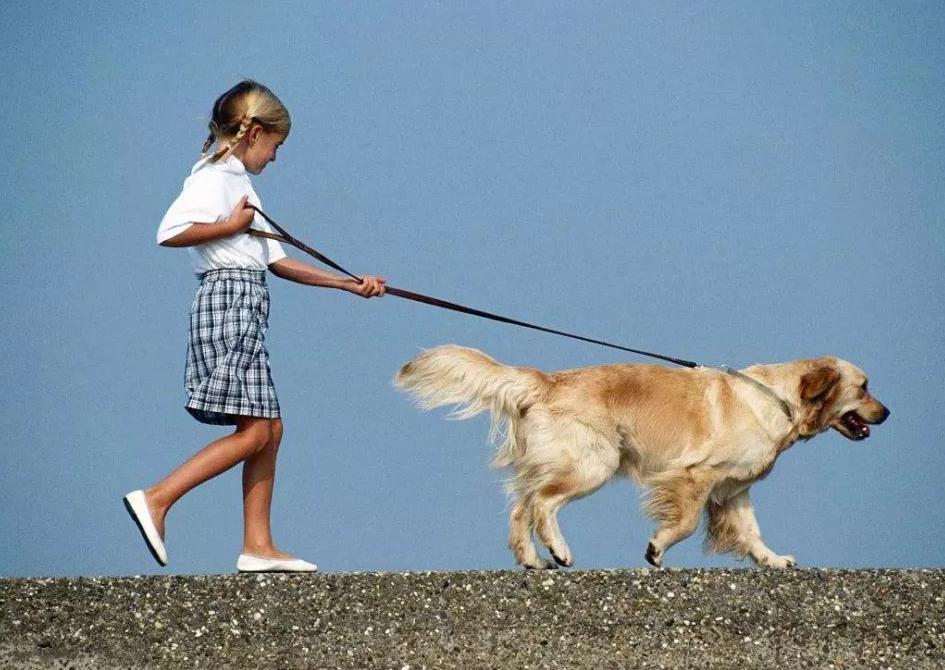 新手养哪种宠物狗比较好养,养狗首选这3种狗既便宜又好养