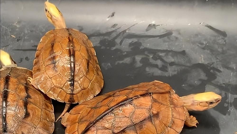 金钱龟的生物学特性及人工繁殖,野生金钱龟的生活习性