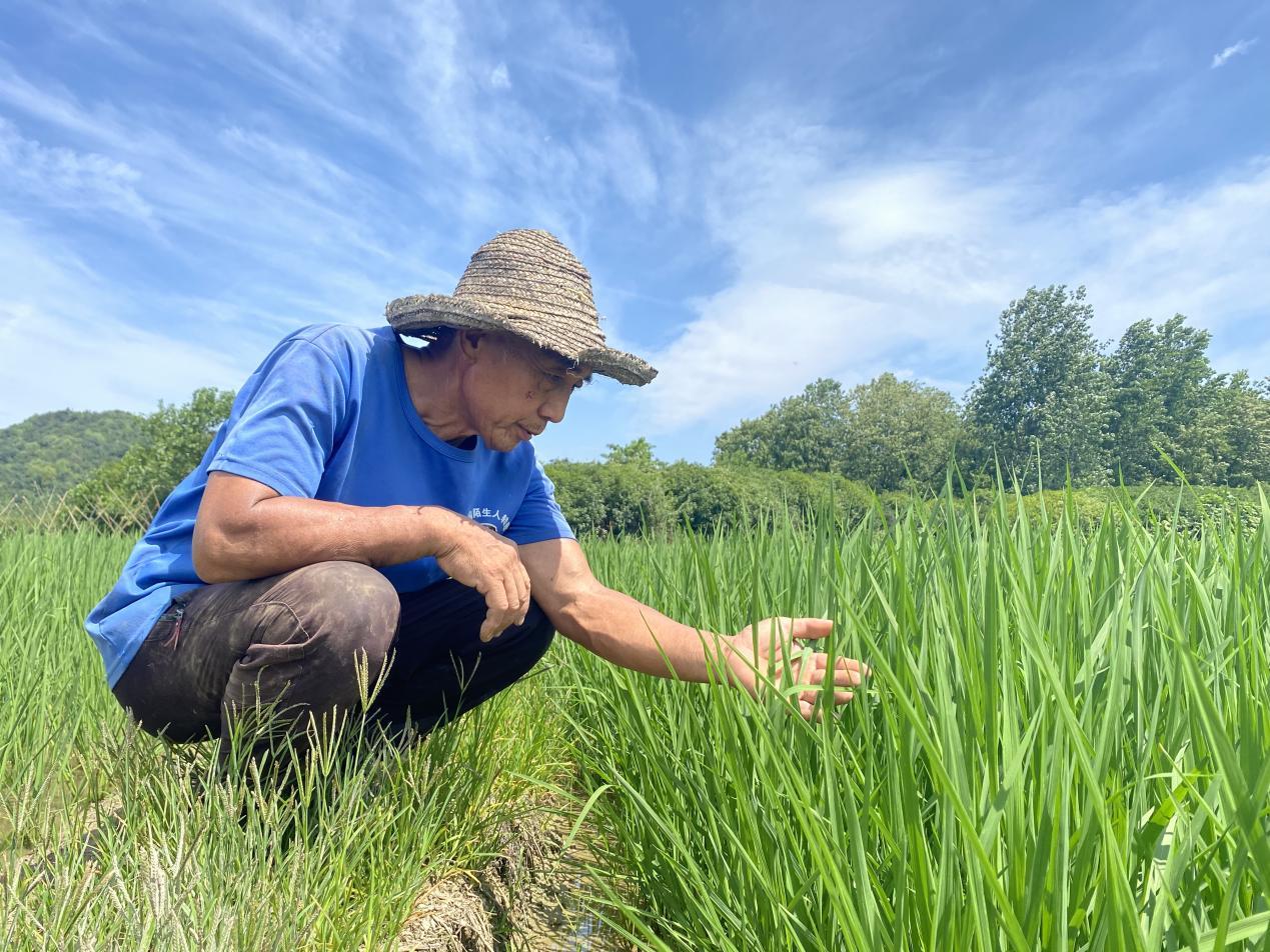 1000浜╂按绋婚珮浜хず鑼冪敯涓版敹鍦ㄦ湜,涔￠晣绉嶆澶ф埛姘寸ɑ涓版敹