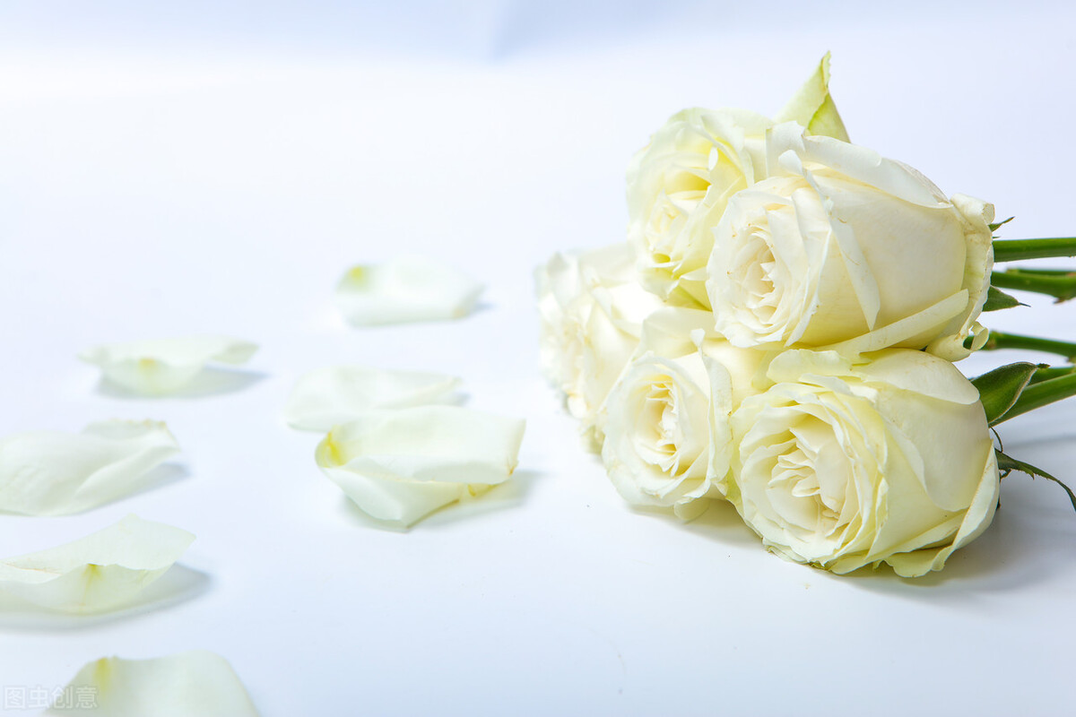 6朵香槟玫瑰的花语,常见玫瑰花语及传说