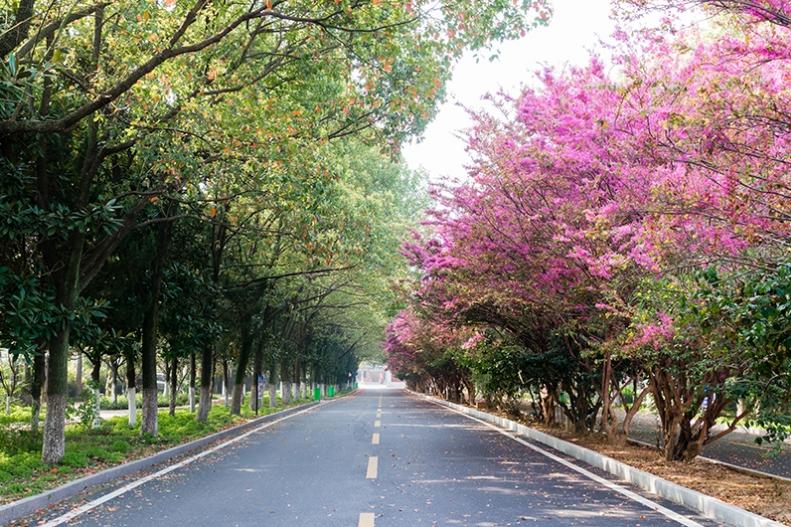 新洲区一中好吗,新洲一中情况如何