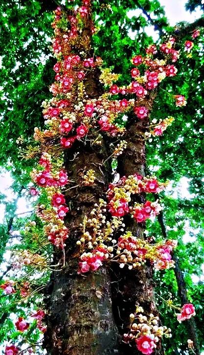 菩提树风景视频,菩提树唯美视频