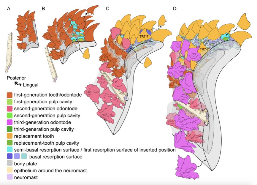 牙齿细微变化,牙齿或许会发生这3种变化