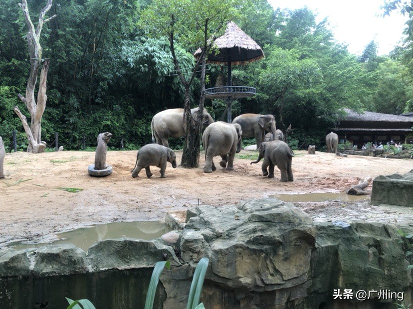 世界大象日了解亚洲象大种群,大象培育巨象